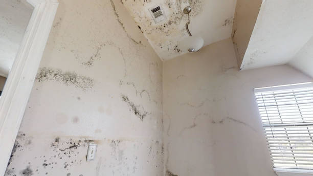 Best Basement Mold Removal  in Choccolocco, AL