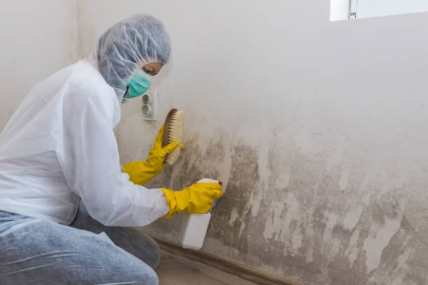 Best Post-Construction Mold Inspection  in Choccolocco, AL