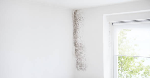 Best Water Damage & Mold Remediation  in Choccolocco, AL