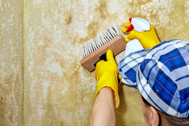 Best Residential Mold Inspection & Testing  in Choccolocco, AL