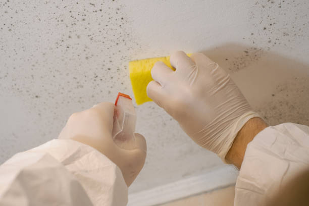 Best Forensic Mold Investigation  in Choccolocco, AL