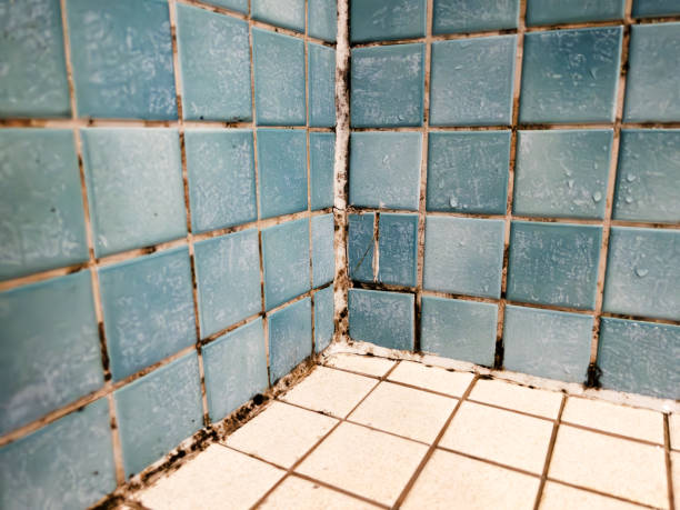 Best Industrial Mold Remediation  in Choccolocco, AL