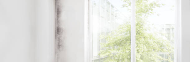 Best HVAC Mold Inspection and Cleaning  in Choccolocco, AL