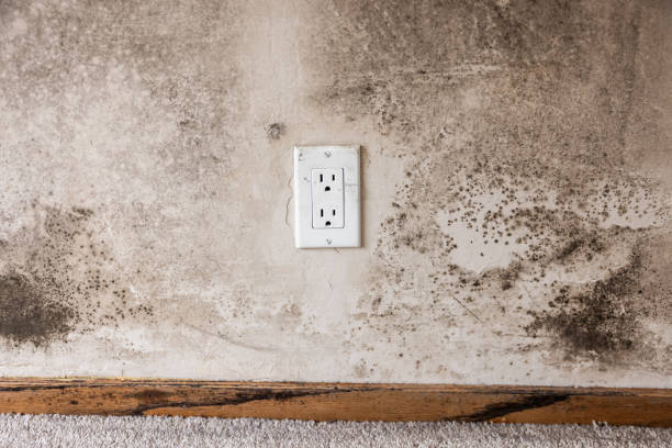 Best Mold Odor Removal Services  in Choccolocco, AL