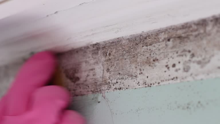 Reliable Choccolocco, AL Mold Removal Solutions